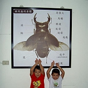 H&K-Dorkus titanicus-Stag Beetle (Large)